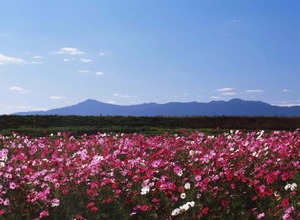 新庄町のコスモス畑