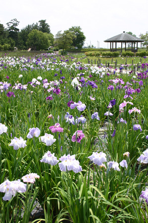 「アイリスパーク野鳥公園」のあやめ