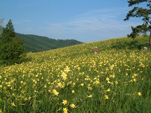 見渡す限り一面の高山植物