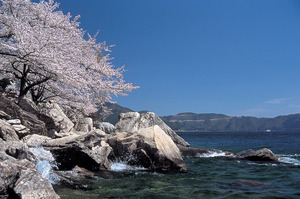 厳しい自然と満開の桜