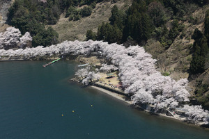 迫力ある桜並木！