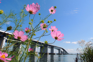 琵琶湖大橋