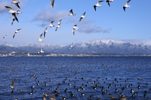 たくさんの水鳥！背景は比良山系