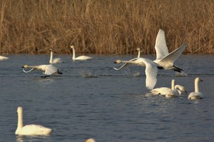 湖北水鳥センターの近くにはコハクチョウが毎年訪れます