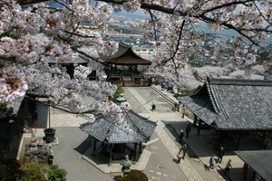 観音堂の桜