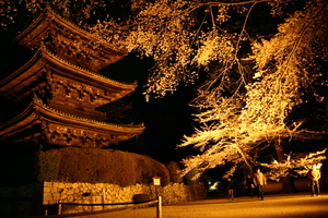 夜桜のライトアップ
